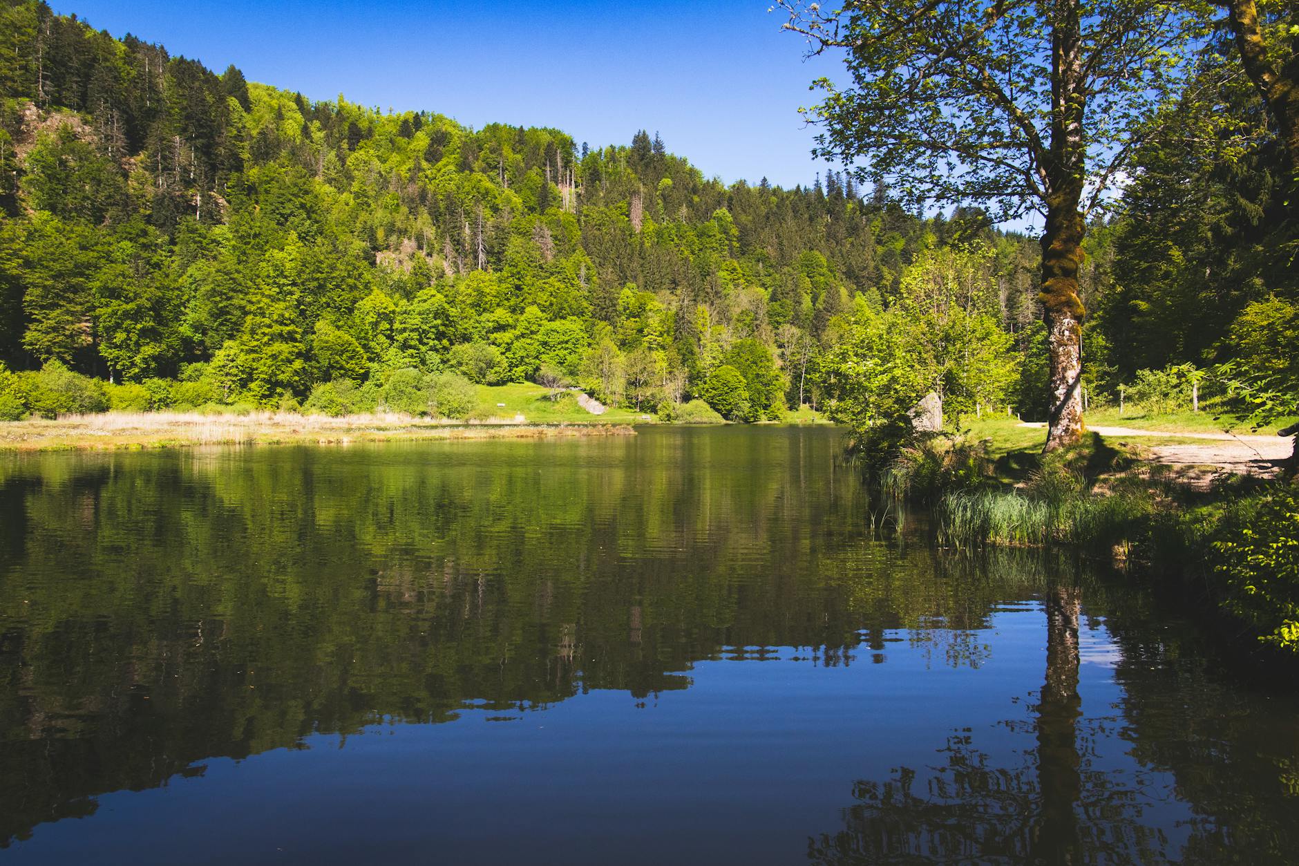 Explore the tranquil beauty of a forest lake in the Black Forest, Germany, during summer.