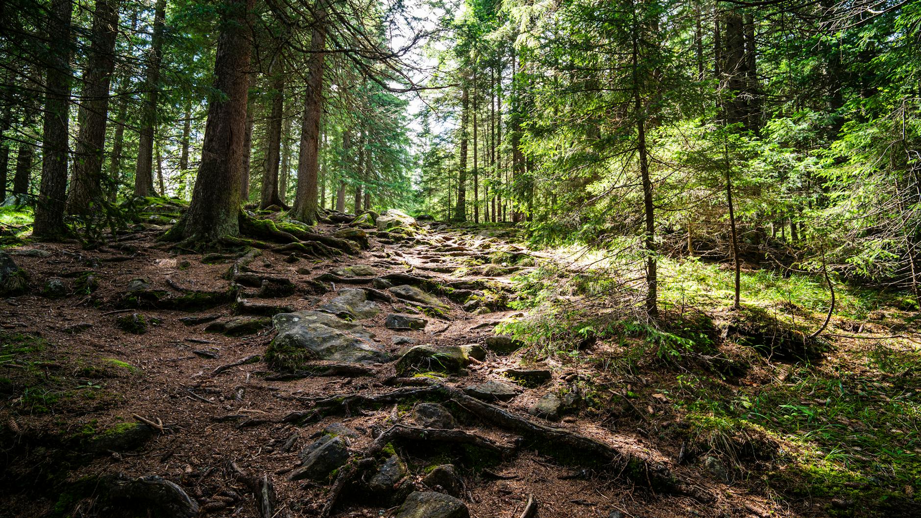 Picturesque forest trail with sunlight filtering through trees. Ideal for nature enthusiasts.