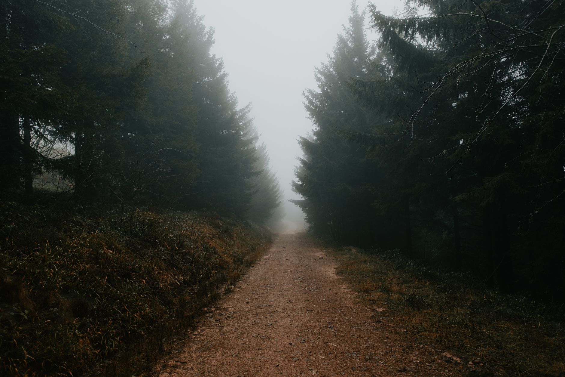 A misty path through a dark, foggy forest creating a moody, mysterious atmosphere.