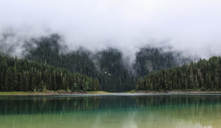 Klares Wasser im Schwarzwald: Die schönsten Badeseen und ihre Unterwasserwelt
